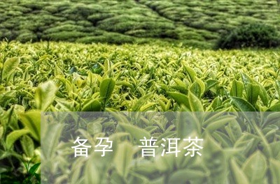 备孕 普洱茶/2023042853312